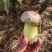 云南野生菌