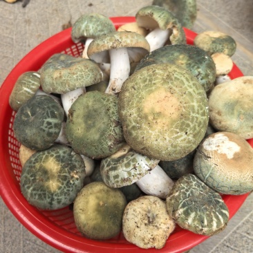 云南野生菌