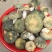 云南野生菌