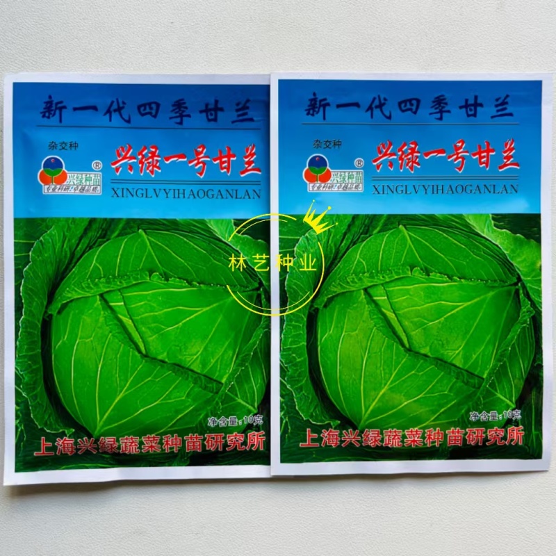 兴绿一号甘兰种子杂交高扁圆形球色绿有光泽抗病强耐热
