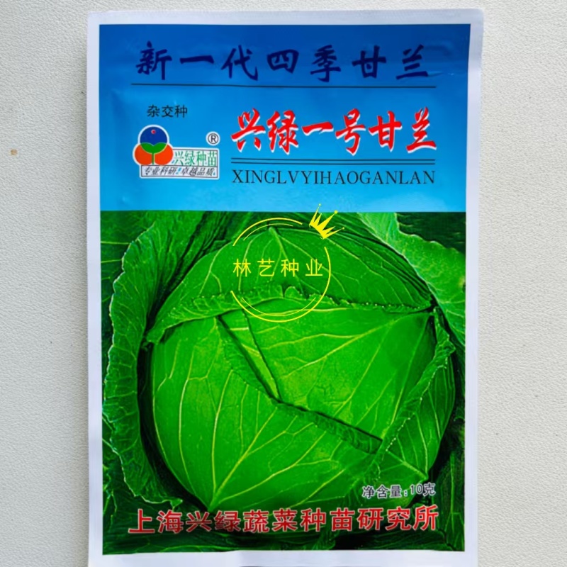 兴绿一号甘兰种子杂交高扁圆形球色绿有光泽抗病强耐热