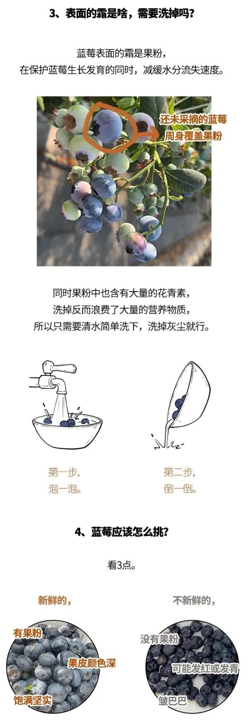 露天蓝莓，蓝丰，营养丰富。价格美丽，大量上市