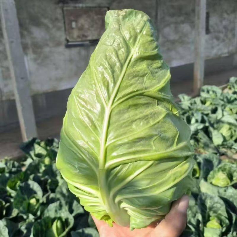 兴绿牛心甘蓝种子中熟包心菜种籽叶球紧实春秋种植