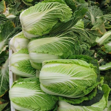 胶研夏秋王大白菜种子籽早熟叶球叠抱叶柄白色耐热耐湿
