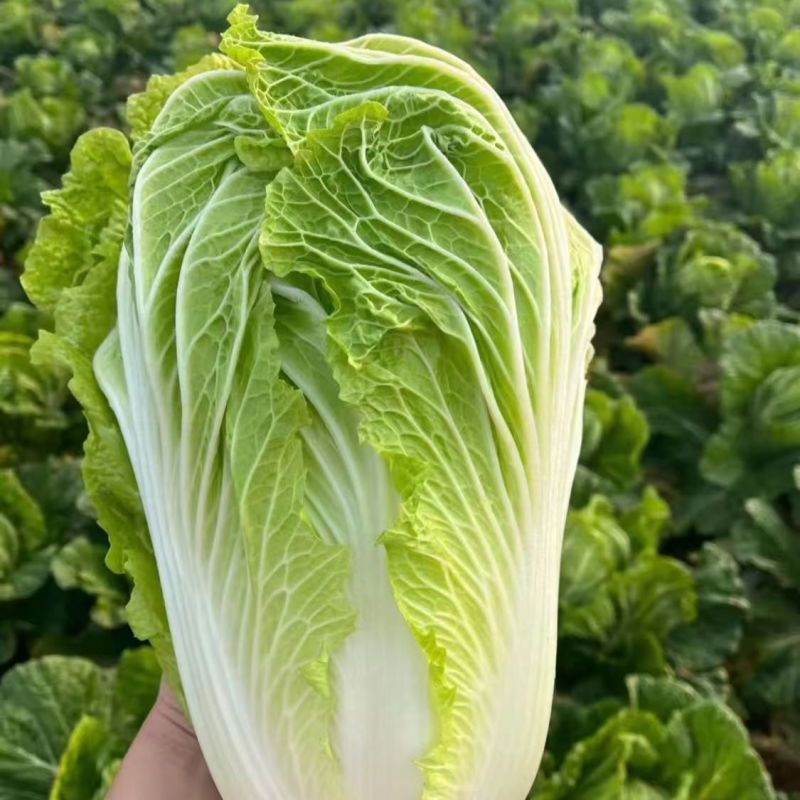 胶研夏秋王大白菜种子籽早熟叶球叠抱叶柄白色耐热耐湿