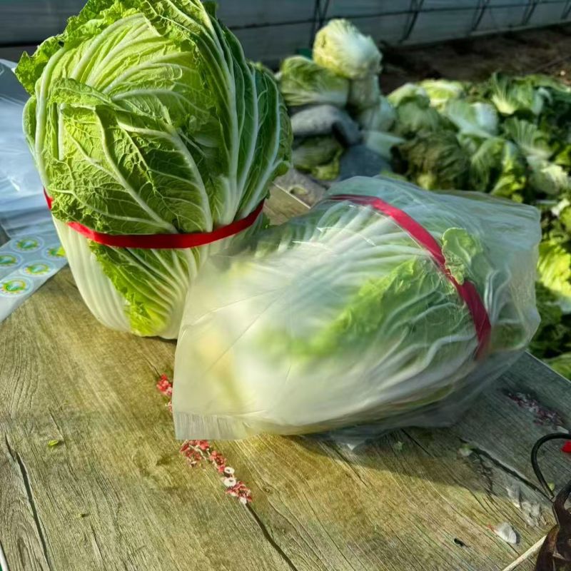 胶研夏秋王大白菜种子籽早熟叶球叠抱叶柄白色耐热耐湿