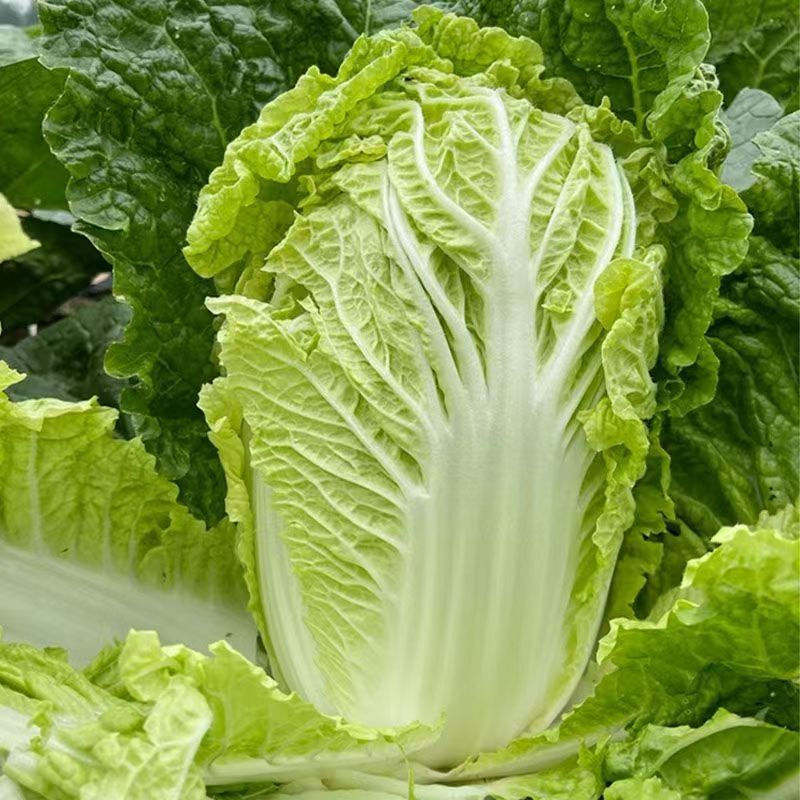 胶研夏秋王大白菜种子籽早熟叶球叠抱叶柄白色耐热耐湿