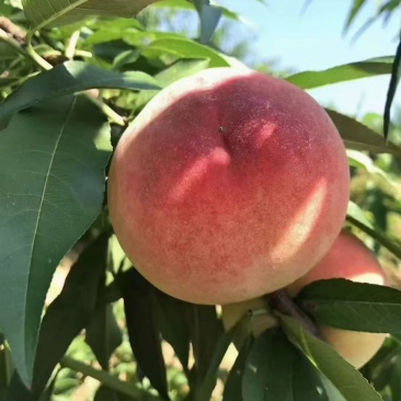 古田县白凤水蜜桃