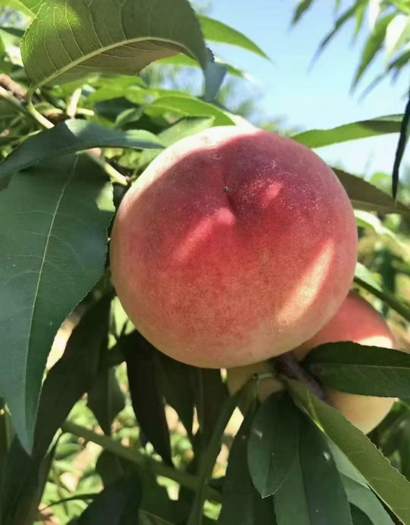 古田县白凤水蜜桃