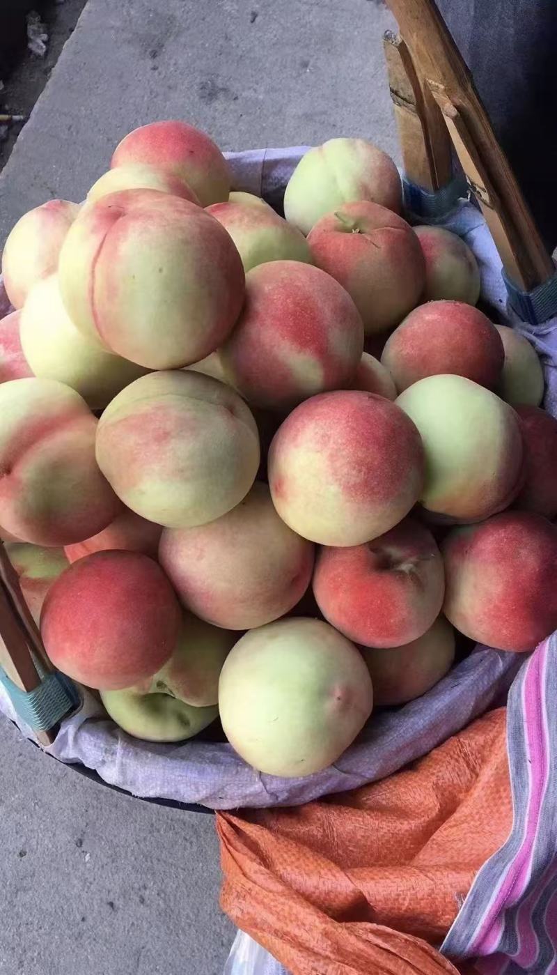 古田县白凤水蜜桃