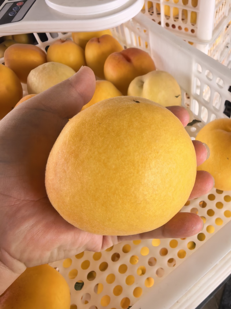 黄金蜜桃