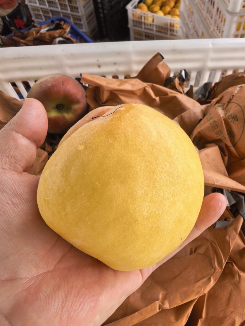 黄金蜜桃