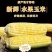 批发云南现摘水果玉米甜玉米新鲜超甜可生吃可代发