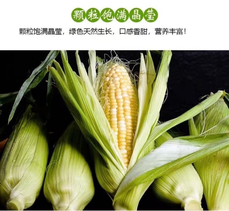 批发云南现摘水果玉米甜玉米新鲜超甜可生吃可代发