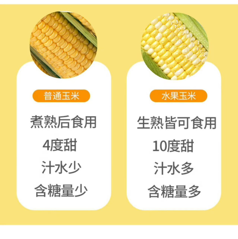 批发云南现摘水果玉米甜玉米新鲜超甜可生吃可代发