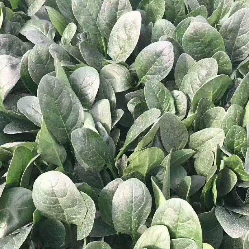 拖车头火焰山一代杂交耐热型菠菜种子耐抽苔抗热越夏菠菜