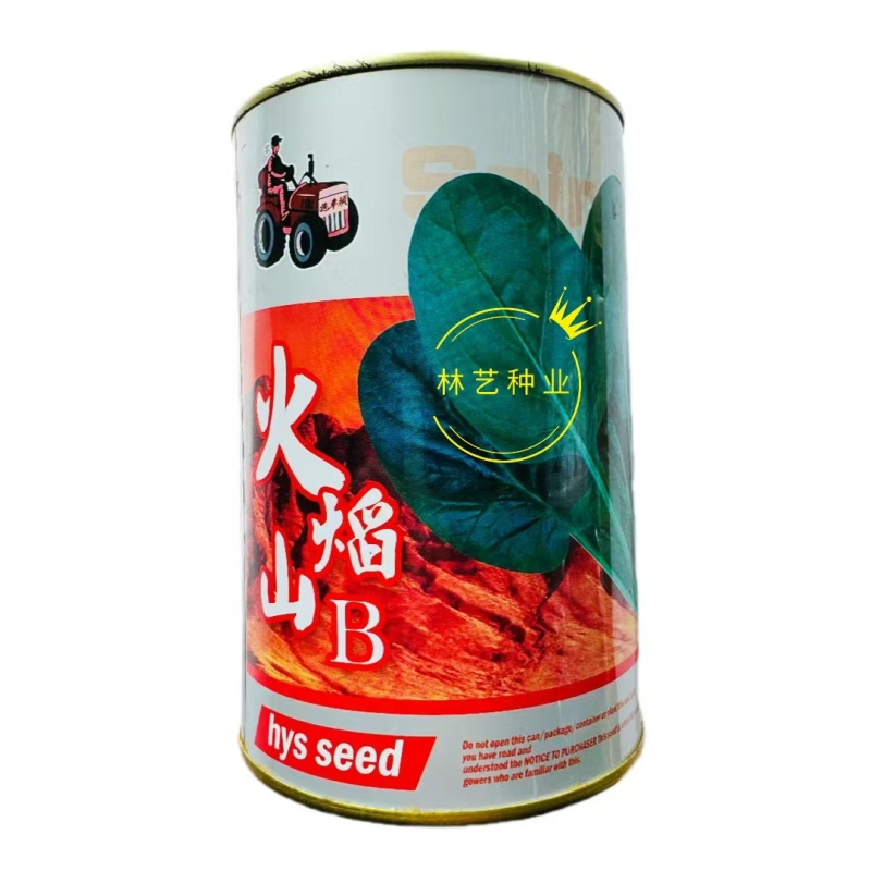 拖车头火焰山一代杂交耐热型菠菜种子耐抽苔抗热越夏菠菜