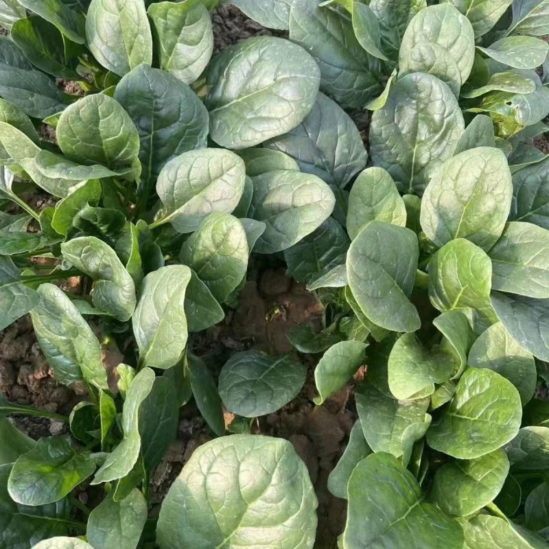 拖车头火焰山一代杂交耐热型菠菜种子耐抽苔抗热越夏菠菜
