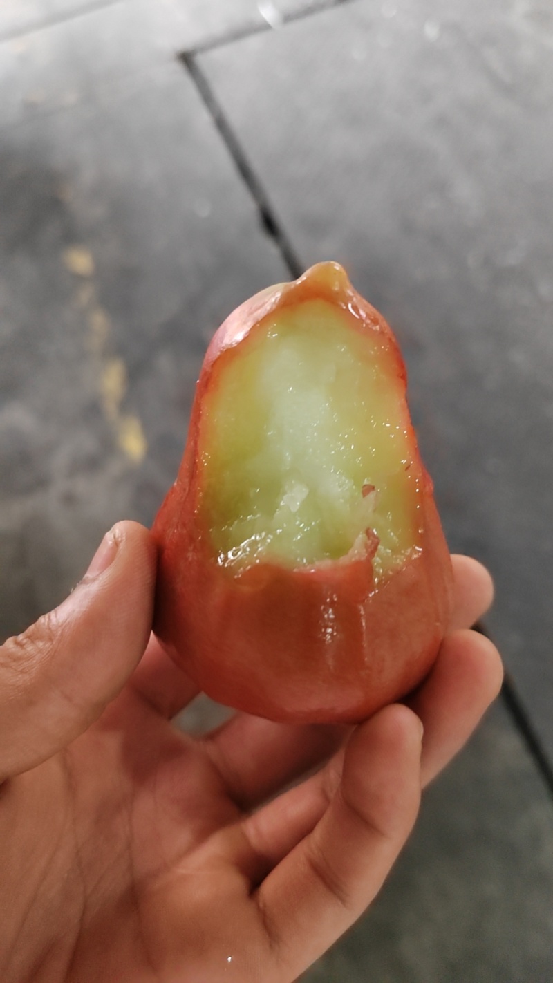 莲雾供应