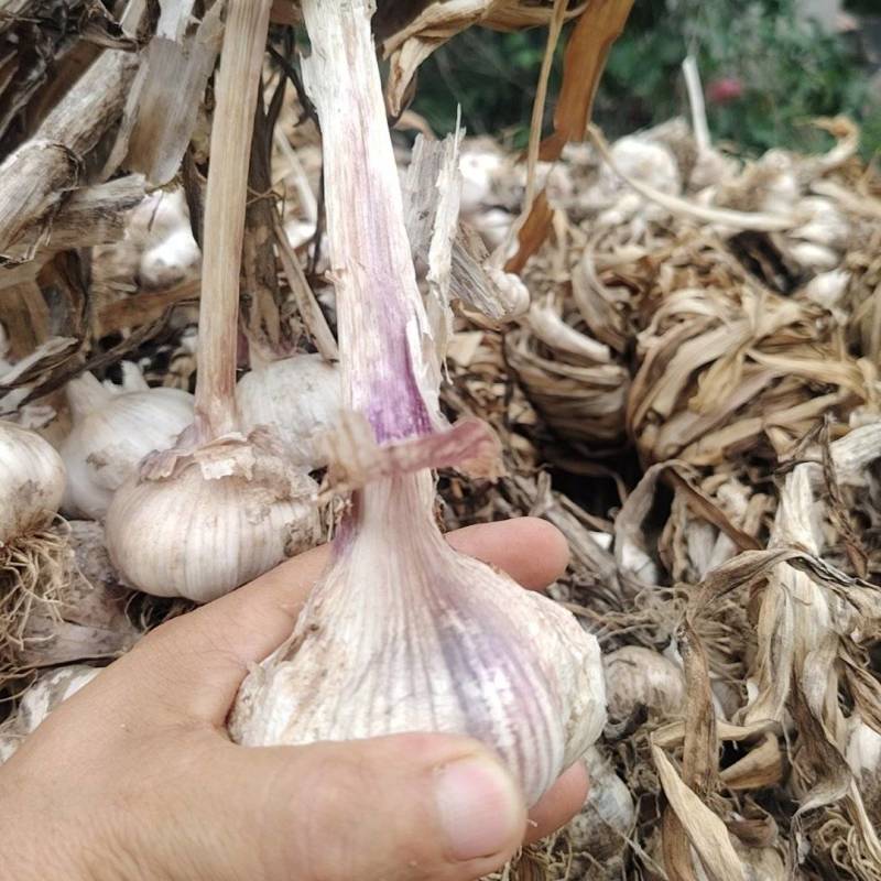 大青稞大蒜种子产地大量现货供应需要的联系全国发货