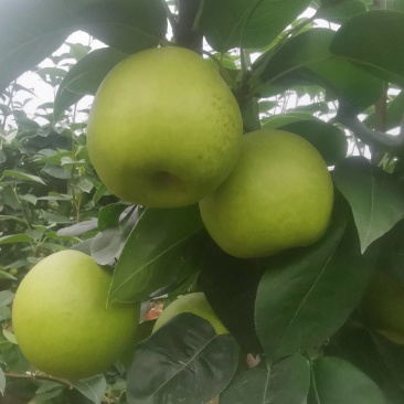 翠冠梨