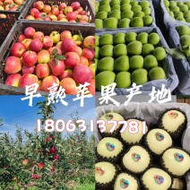鲁丽苹果上市了！口感脆甜多汁，商超、电商、市场产地直采
