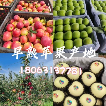 鲁丽苹果上市了!口感脆甜多汁,商超、电商、市场产地直采