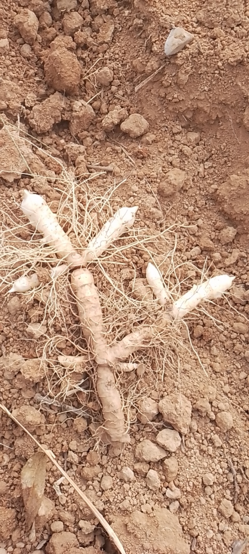中药材新鲜玉竹供应湘玉竹种植基地产地直销价格实惠