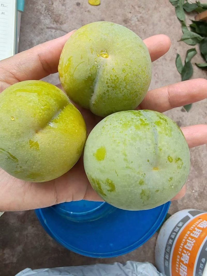 蜂糖李味道甜，一两的糖分高，十七八个糖，味道安逸的很哦。
