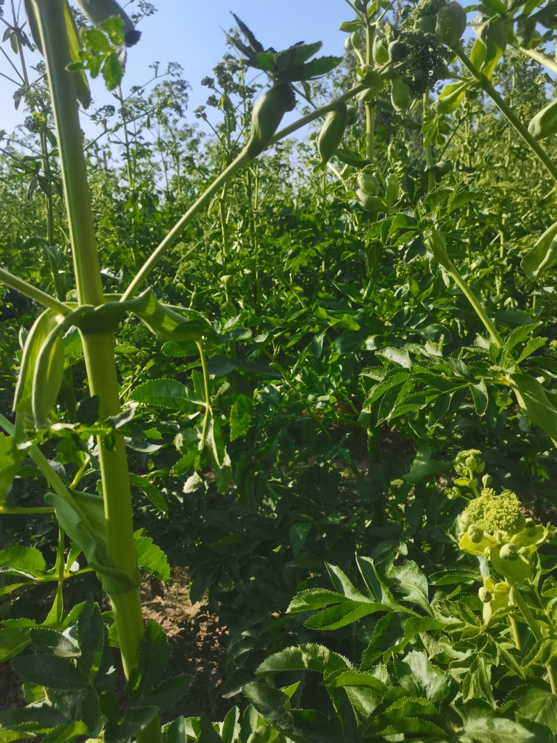 白芷种子，纯新二年生移栽白芷种子，分批采收，颗粒饱满