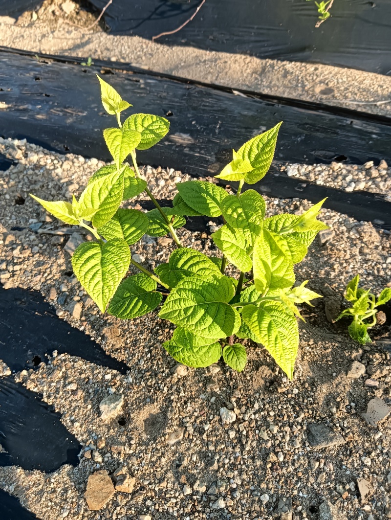 木天蓼大小苗开始预售