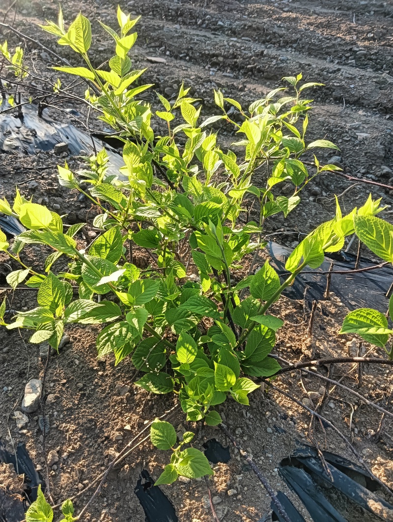 木天蓼大小苗开始预售