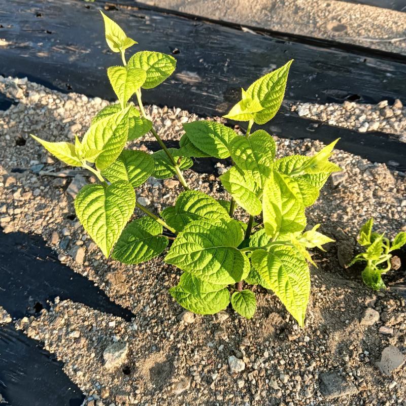 木天蓼大小苗开始预售