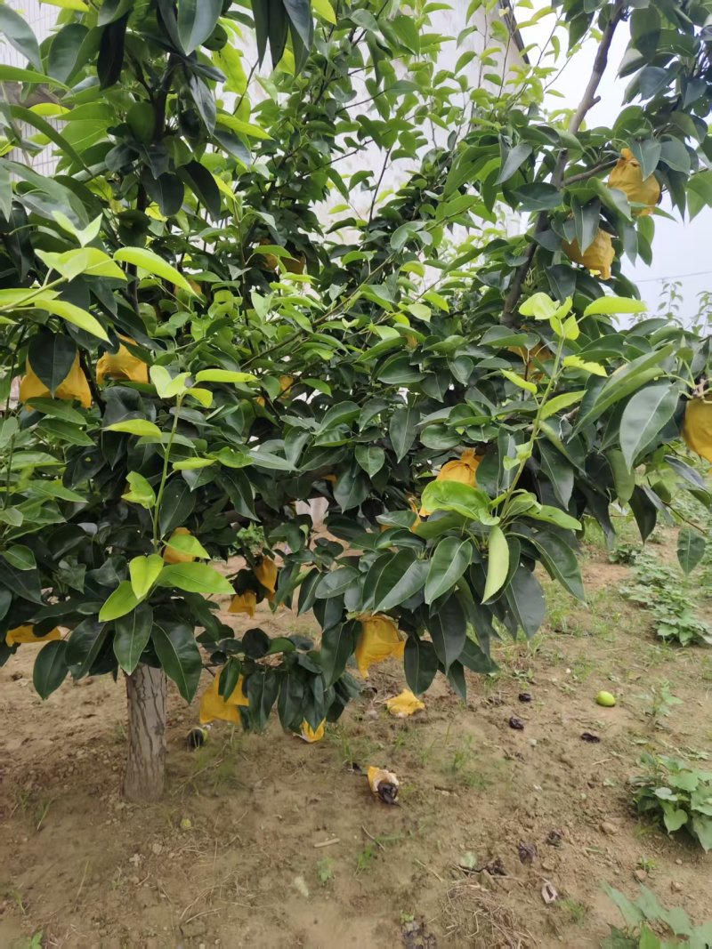 砀山苏脆一号6两以上，精品水果个头匀称有需要的主页电话