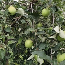 果园直供华硕青苹果果面干净通货分级量大价优