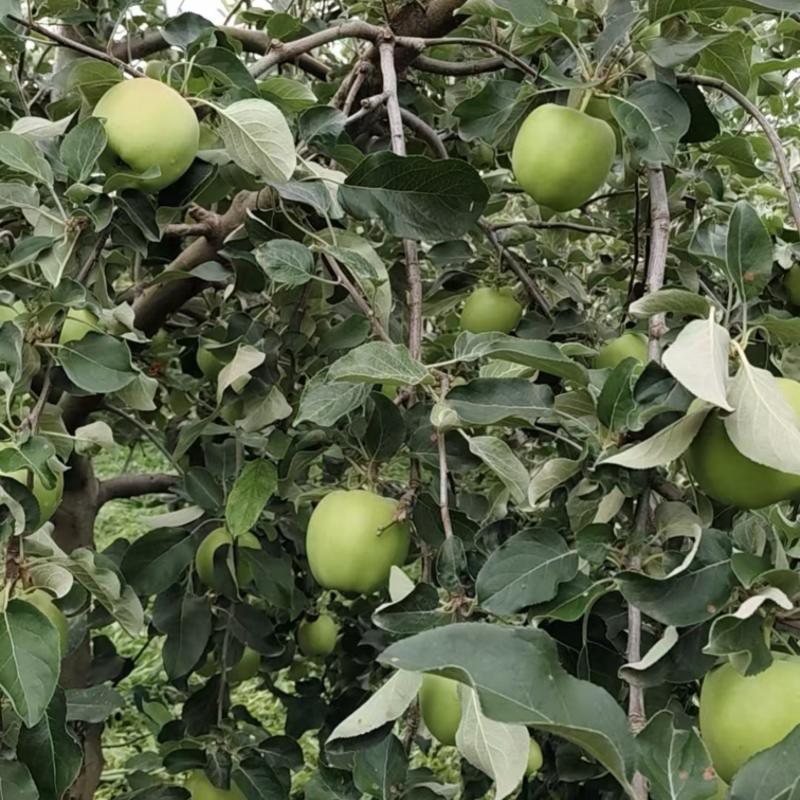果园直供华硕青苹果果面干净通货分级量大价优