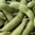 徐州精品毛豆大量上市