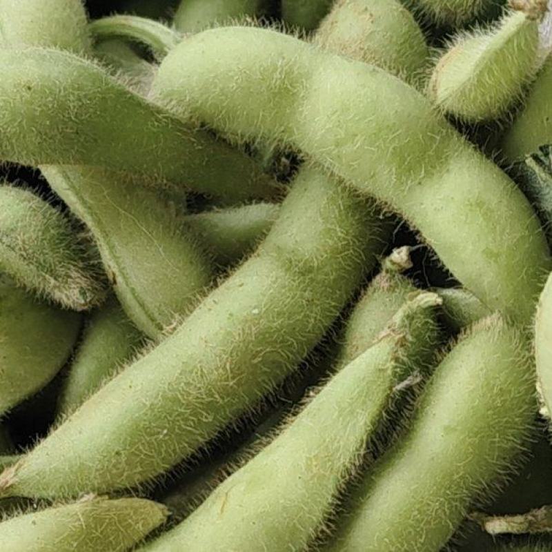 徐州精品毛豆大量上市