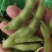 徐州精品毛豆大量上市
