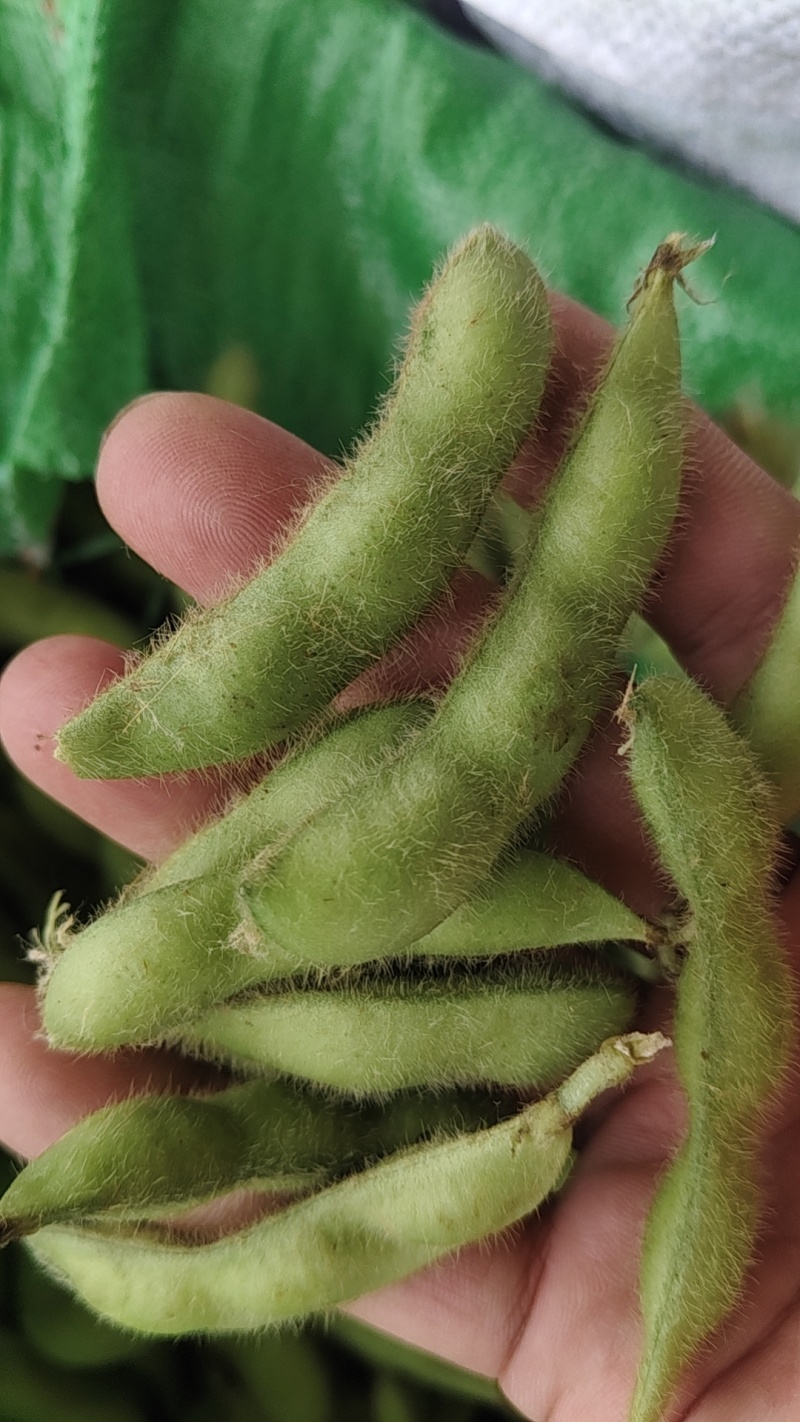 徐州精品毛豆大量上市