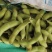 徐州精品毛豆大量上市