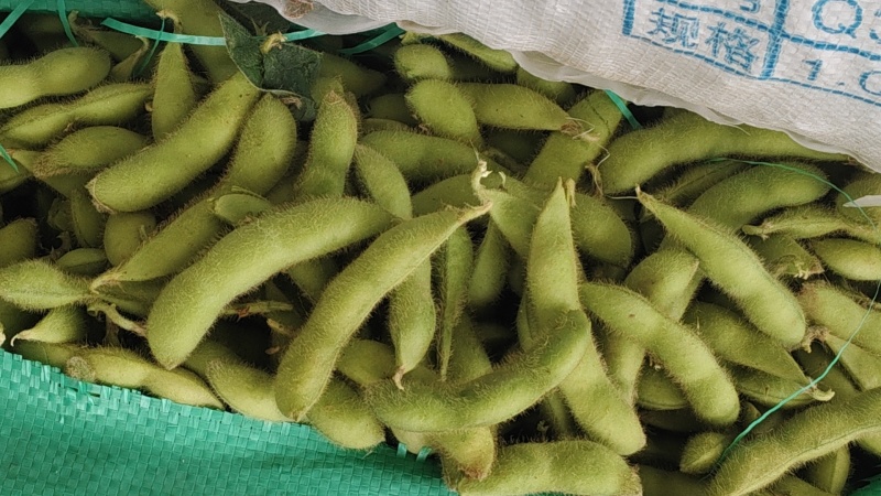 徐州精品毛豆大量上市