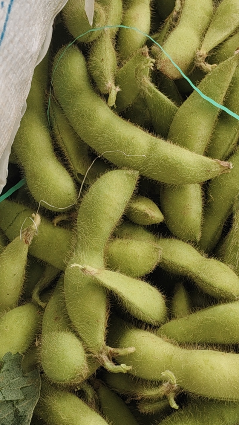 徐州精品毛豆大量上市