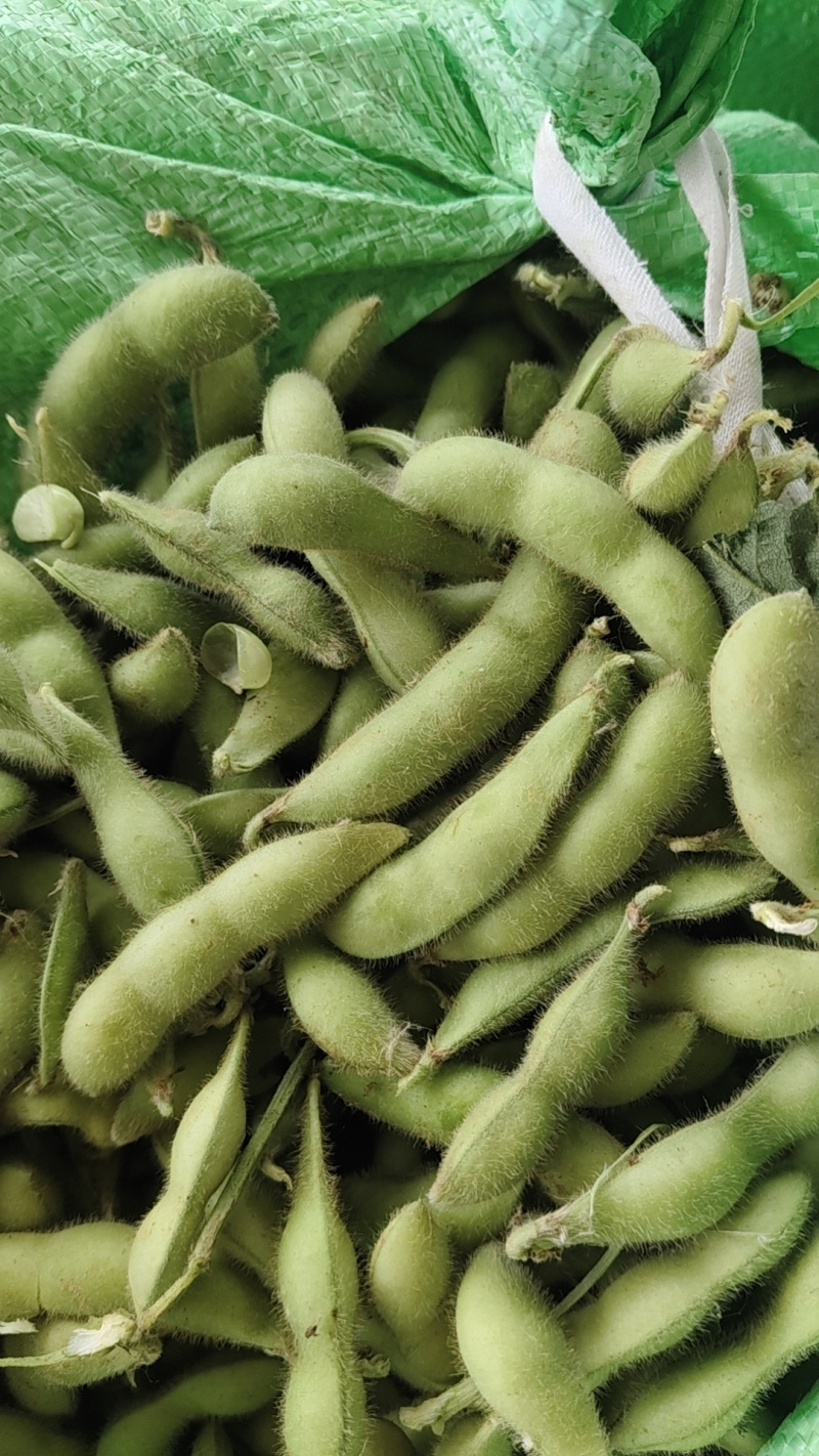 徐州精品毛豆大量上市