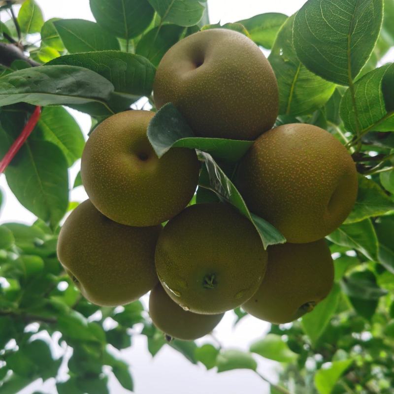 新玉蜜梨