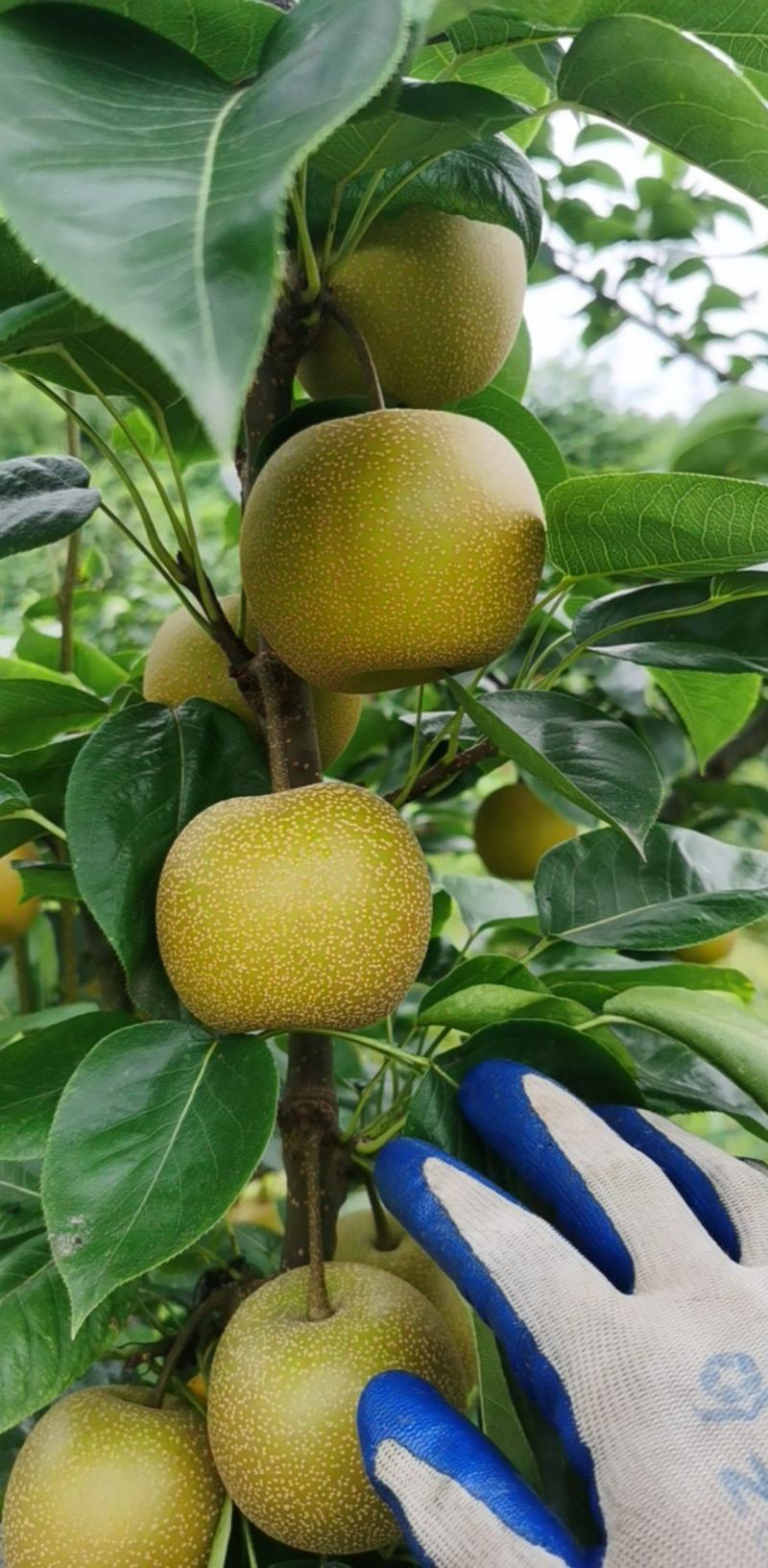 新玉蜜梨