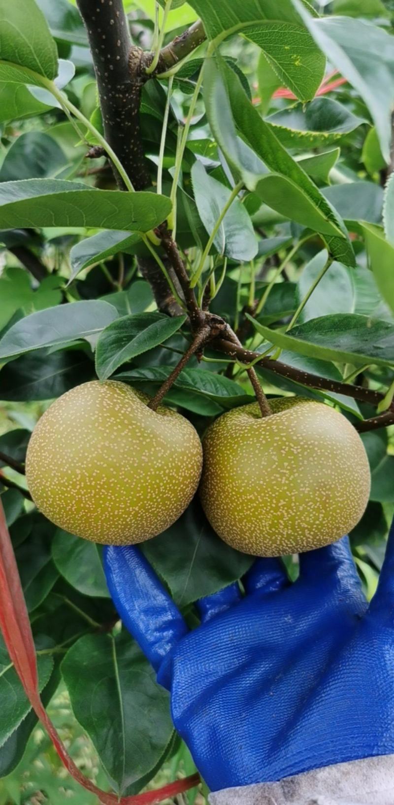 新玉蜜梨