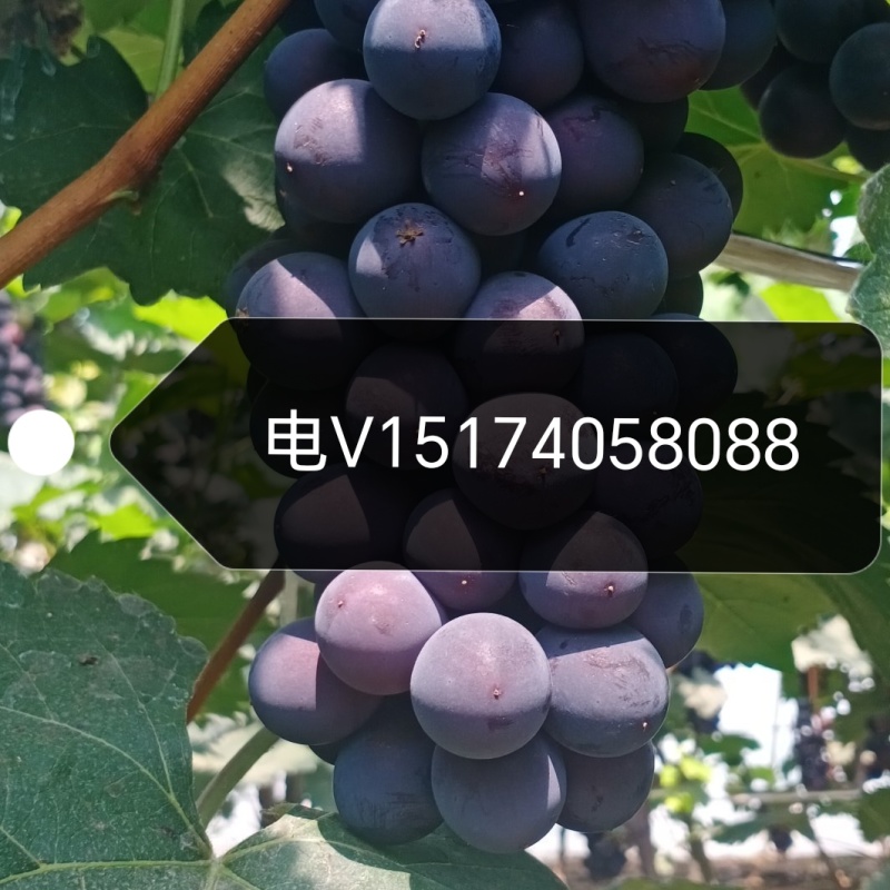 大棚，露地，冷库辽峰葡萄，巨峰葡萄，阳光玫瑰大量上市