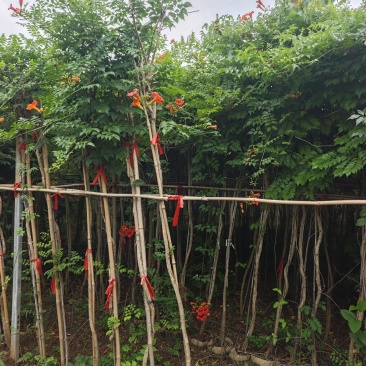 大量供应1一5公分凌霄杯苗