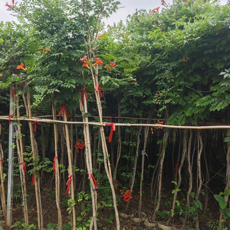 大量供应1一5公分凌霄杯苗